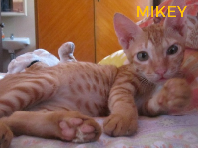 Mikey - rescued cat
